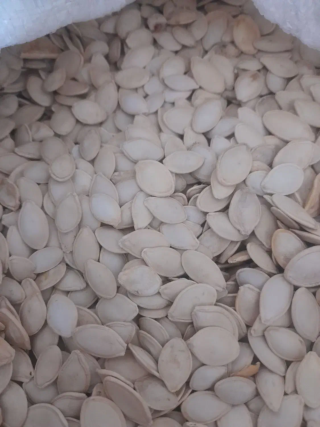 تخمه کدو|خوردنی و آشامیدنی|میاندوآب, |دیوار