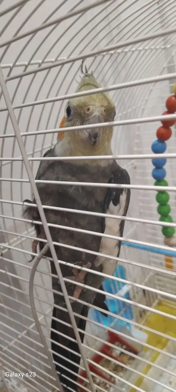 دوتا طوطی عروس نر|پرنده|رشت, سیا اسطلخ|دیوار