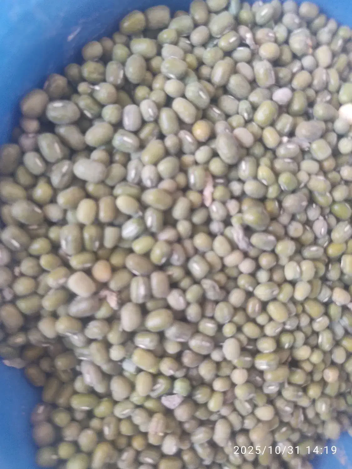 فروش ماش دونه درشت کیلو ۱۶۰|خوردنی و آشامیدنی|چرام, |دیوار