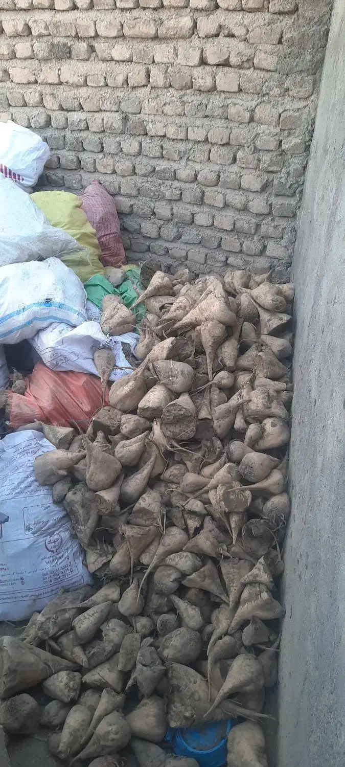 چغندر برای خوراک دام تازه|حیوانات مزرعه|بروجرد, |دیوار