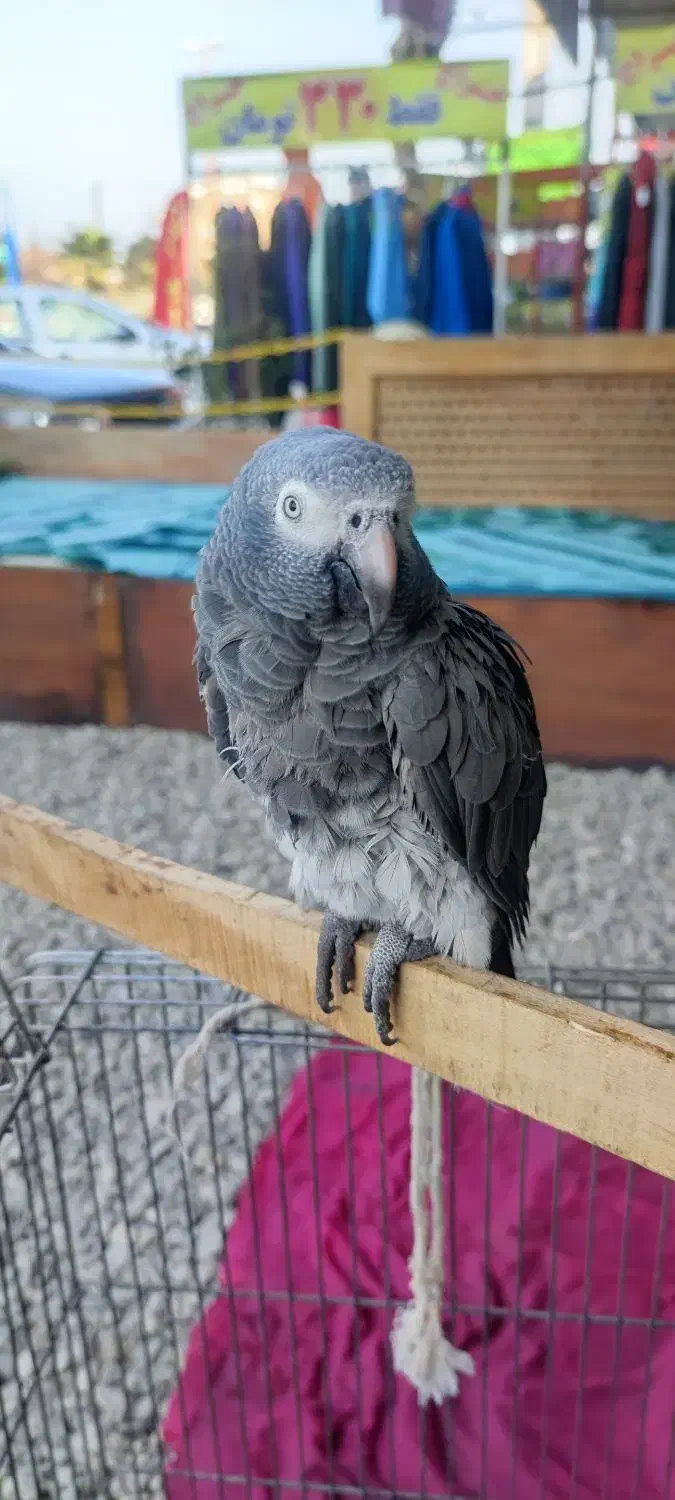 فروش کاسکو سالم|پرنده|نشتارود, |دیوار