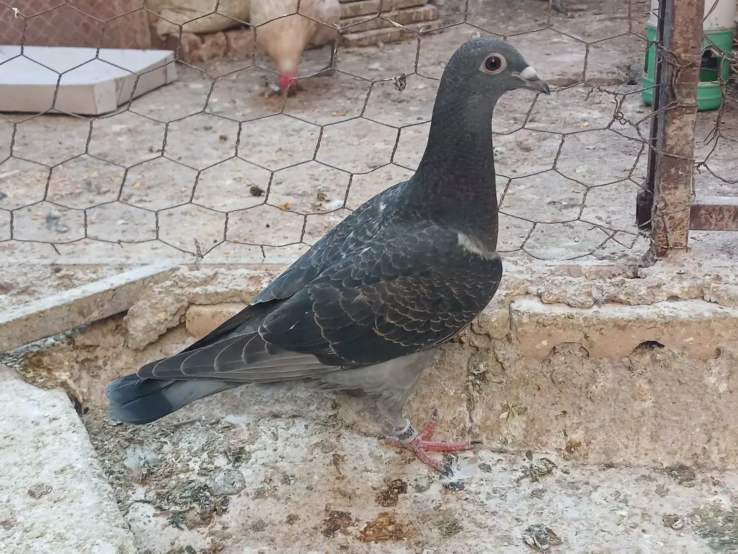 جوجه پلاکی|پرنده|خرمشهر, |دیوار