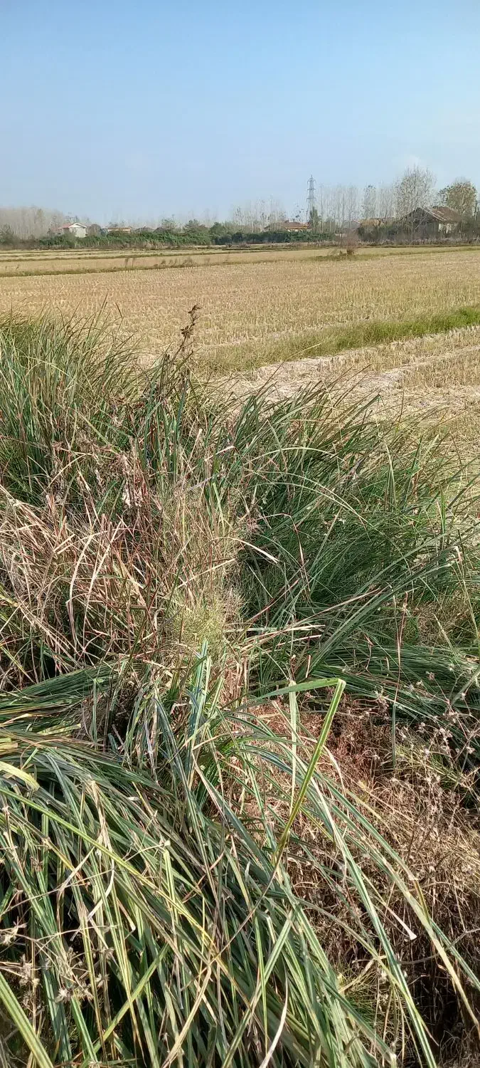 زمین کشاورزی|فروش زمین و ملک کلنگی|لشت نشا, |دیوار