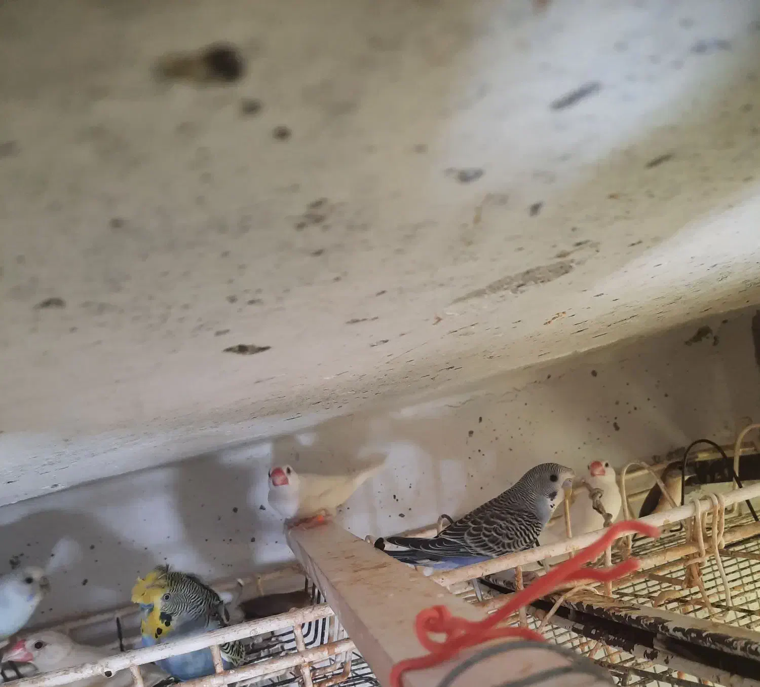 فنج بنگالی، مرغ عشق پروانه ی فنچ نرگسی سفید|پرنده|بندرعباس, |دیوار