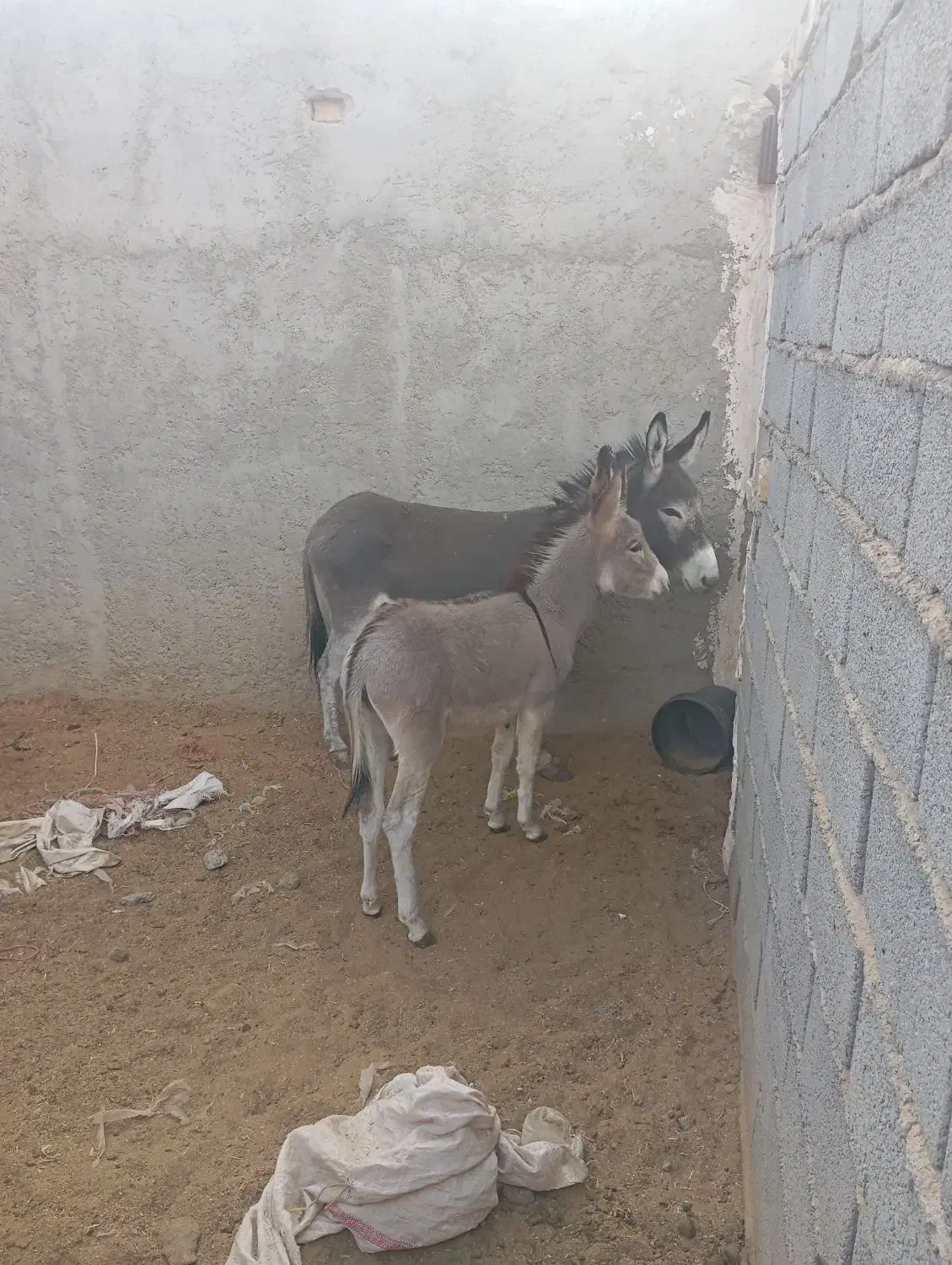 فروش الاغ|حیوانات مزرعه|سیرجان, |دیوار