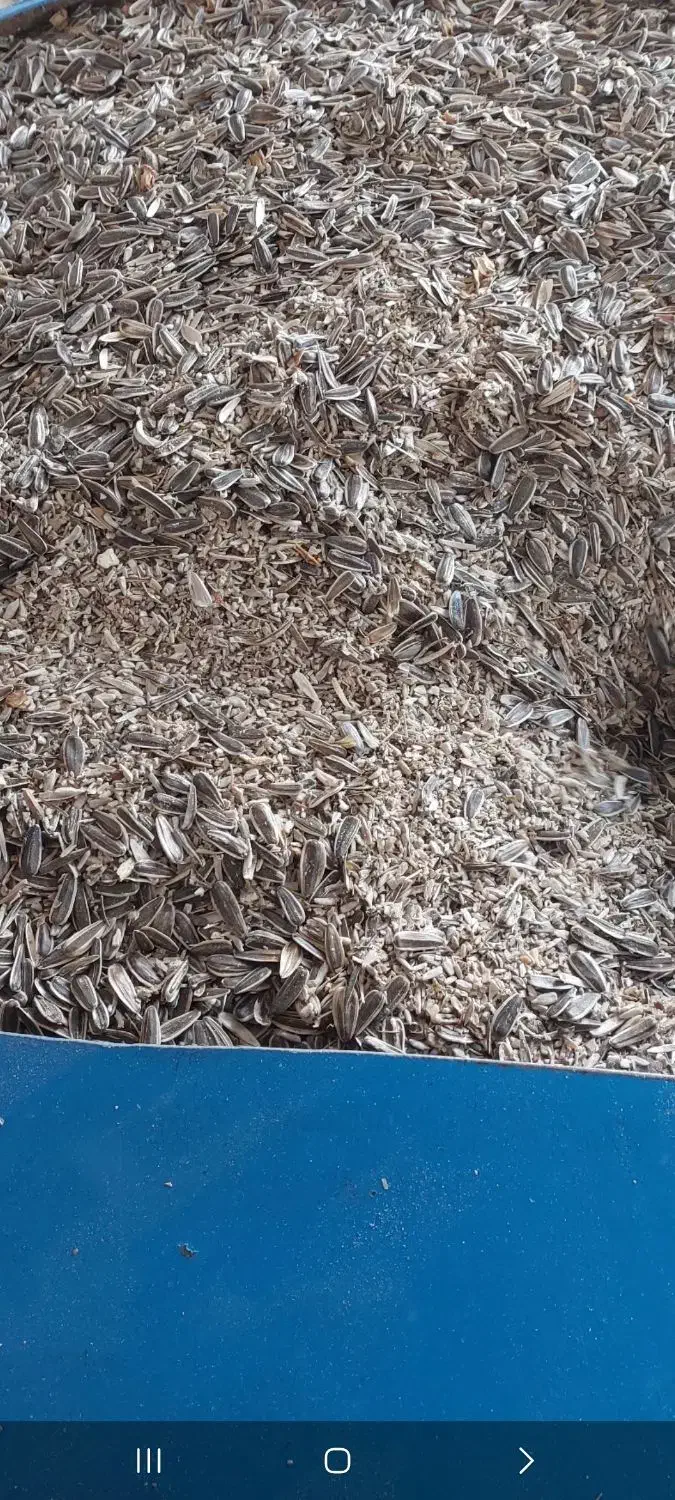 کنجاله تخمه آفتابگردان و پوست بادام زمینی|حیوانات مزرعه|فامنین, |دیوار