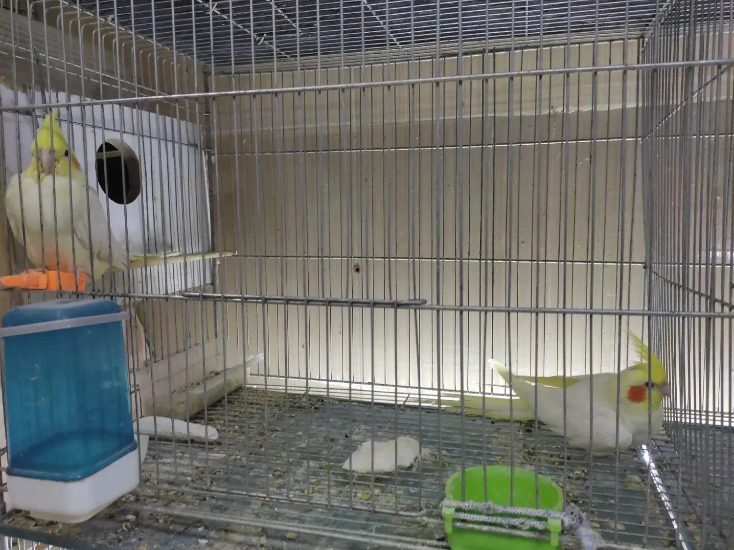 عروس هلندی ،کوتوله،مرغ عشق انگلیسی،فیشر|پرنده|مرند, |دیوار