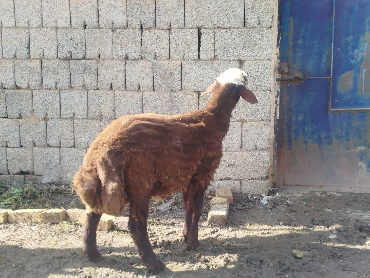 فروش بره نر|حیوانات مزرعه|سیلوانه, |دیوار