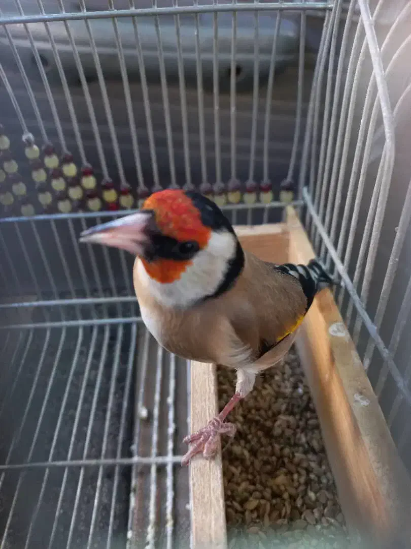 ۳۰ عدد سهره|پرنده|اقلید, |دیوار