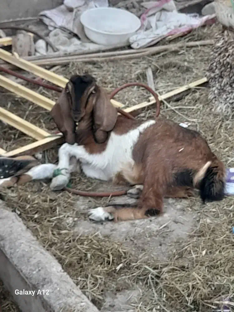 بز سالم وسرحال|حیوانات مزرعه|خرمشهر, |دیوار