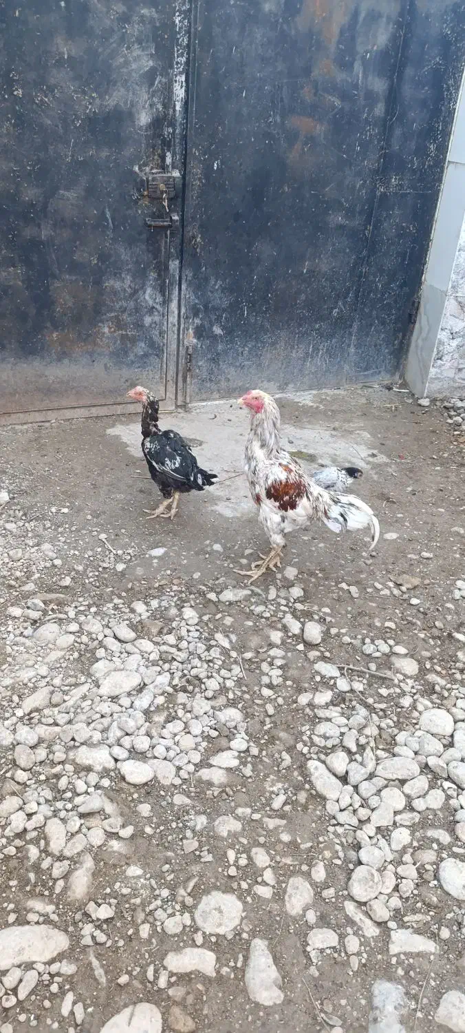 فروش مرغ خروس لاری طوس مرغ چیل|حیوانات مزرعه|علی‌آباد کتول, |دیوار