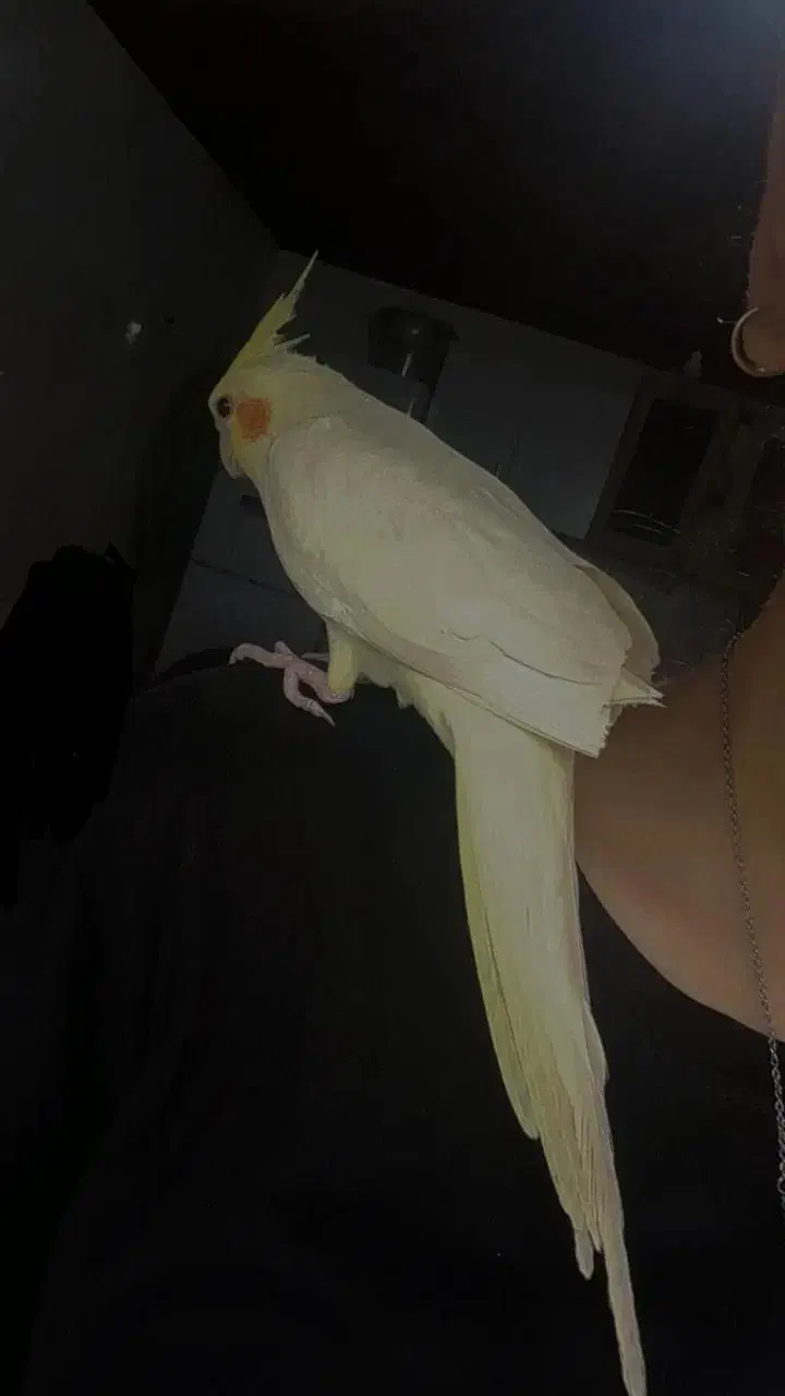 دو عروس هلندی|پرنده|لاهیجان, بوجایه|دیوار