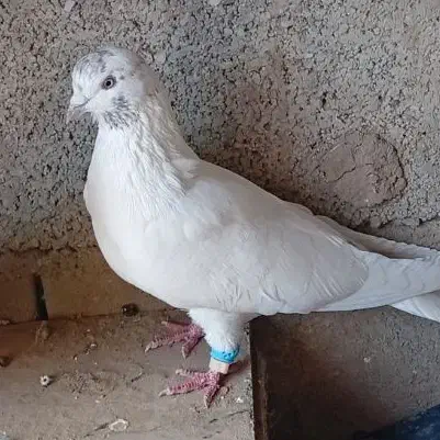 ...|پرنده|بربرود, |دیوار