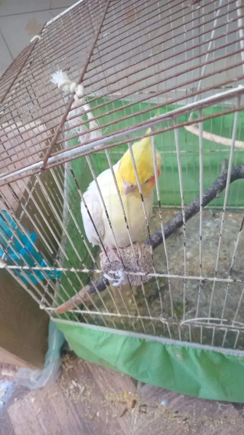 عروس هلندی جفت مولد|پرنده|گرگان, |دیوار