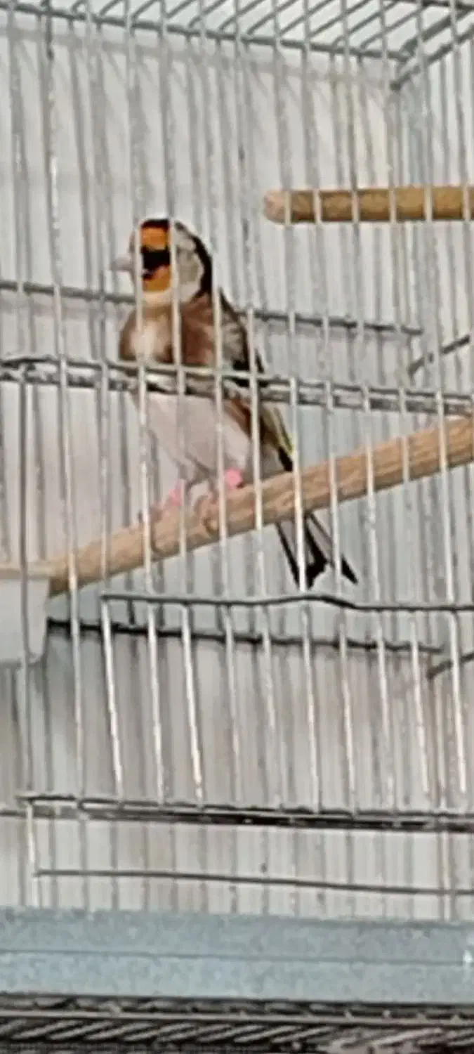 سهره لر خوان جاویدار. رحمتی|پرنده|تهران, سعیدآباد|دیوار