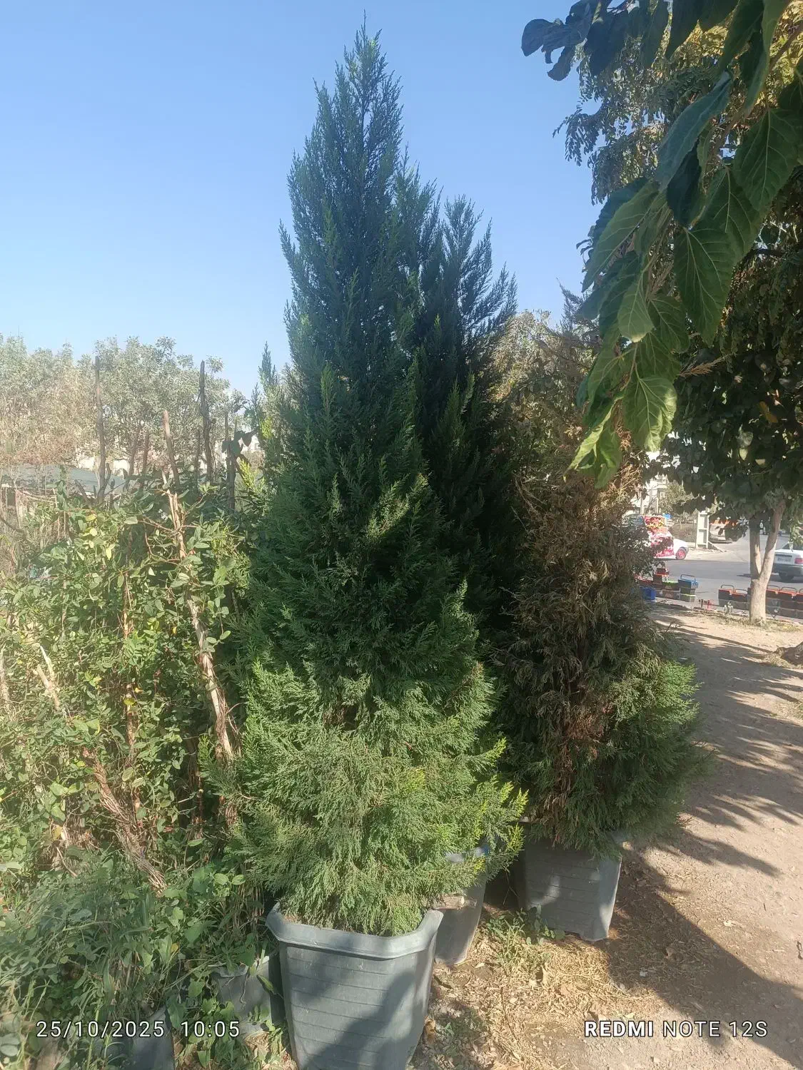 فروش انواع گل و گیاه باغچه ای و آپارتمانی|گل و گیاه طبیعی|کرج, کرج نو|دیوار