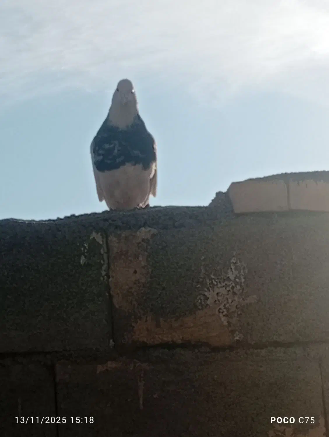 کبوتر طوقی|پرنده|خانمیرزا, |دیوار