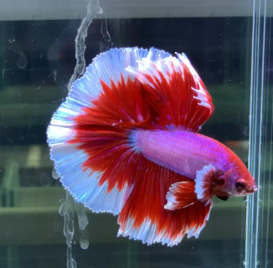 فایترباز (مرجع اصلی ماهی فایتر)تک و عمده|ماهی|تهران, بلورسازی|دیوار