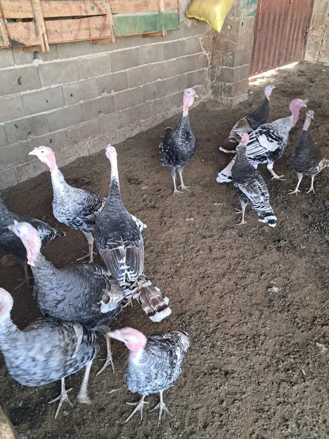 بقلمون|حیوانات مزرعه|گرگان, |دیوار