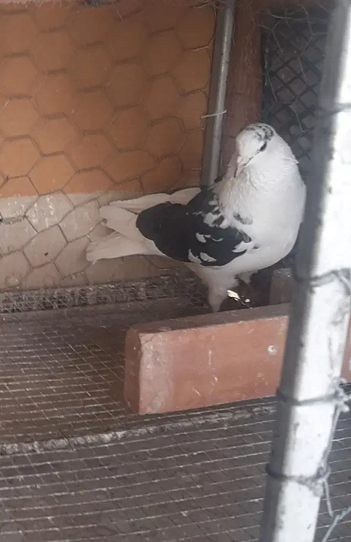 کبوتر|پرنده|شاهینشهر, اقبال لاهوری|دیوار