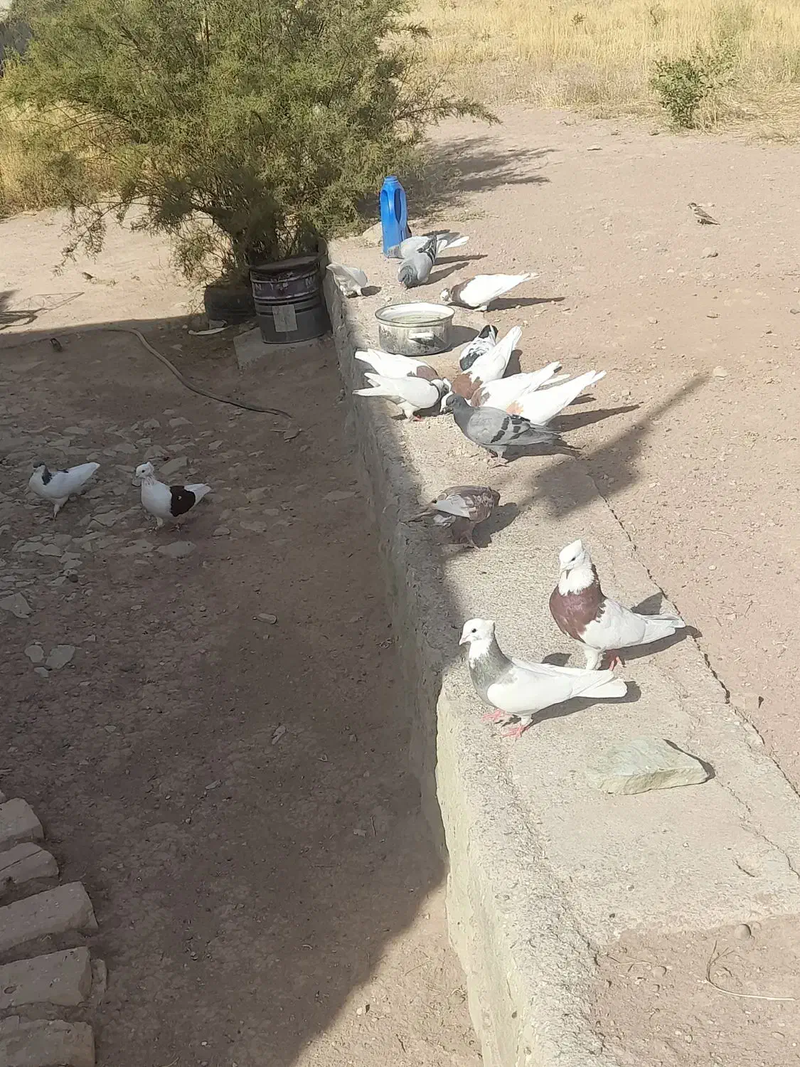 دانه ۳۰۰|حراج|قزوین, |دیوار