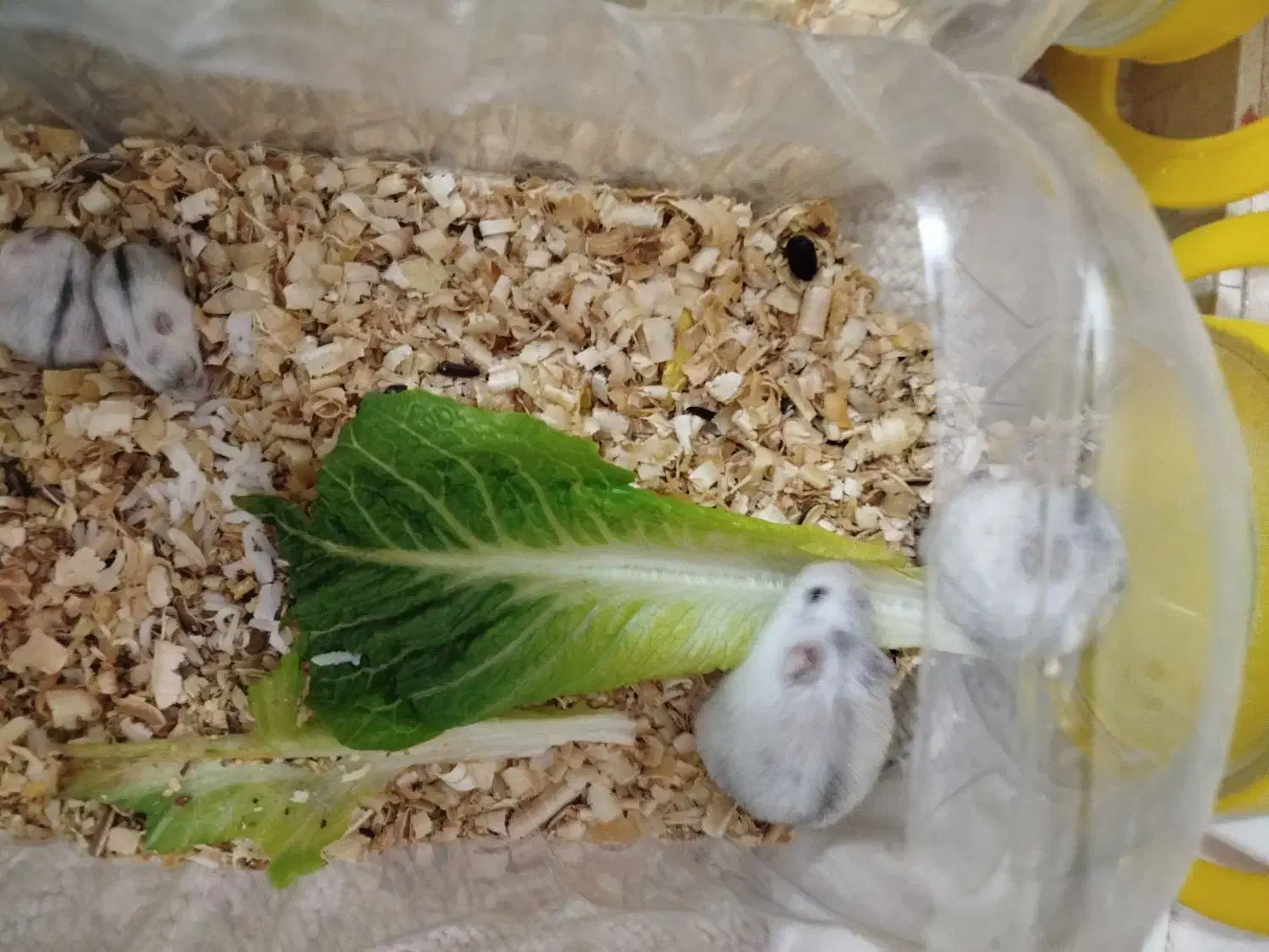 همستر کمپل|موش و خرگوش|تهران, افسریه شمالی|دیوار