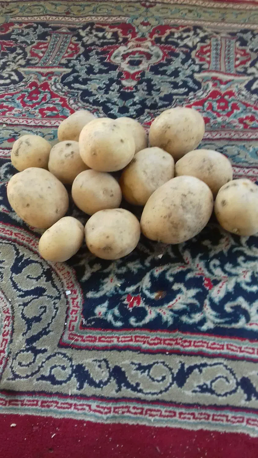 سیب زمینی|خوردنی و آشامیدنی|بهار, |دیوار