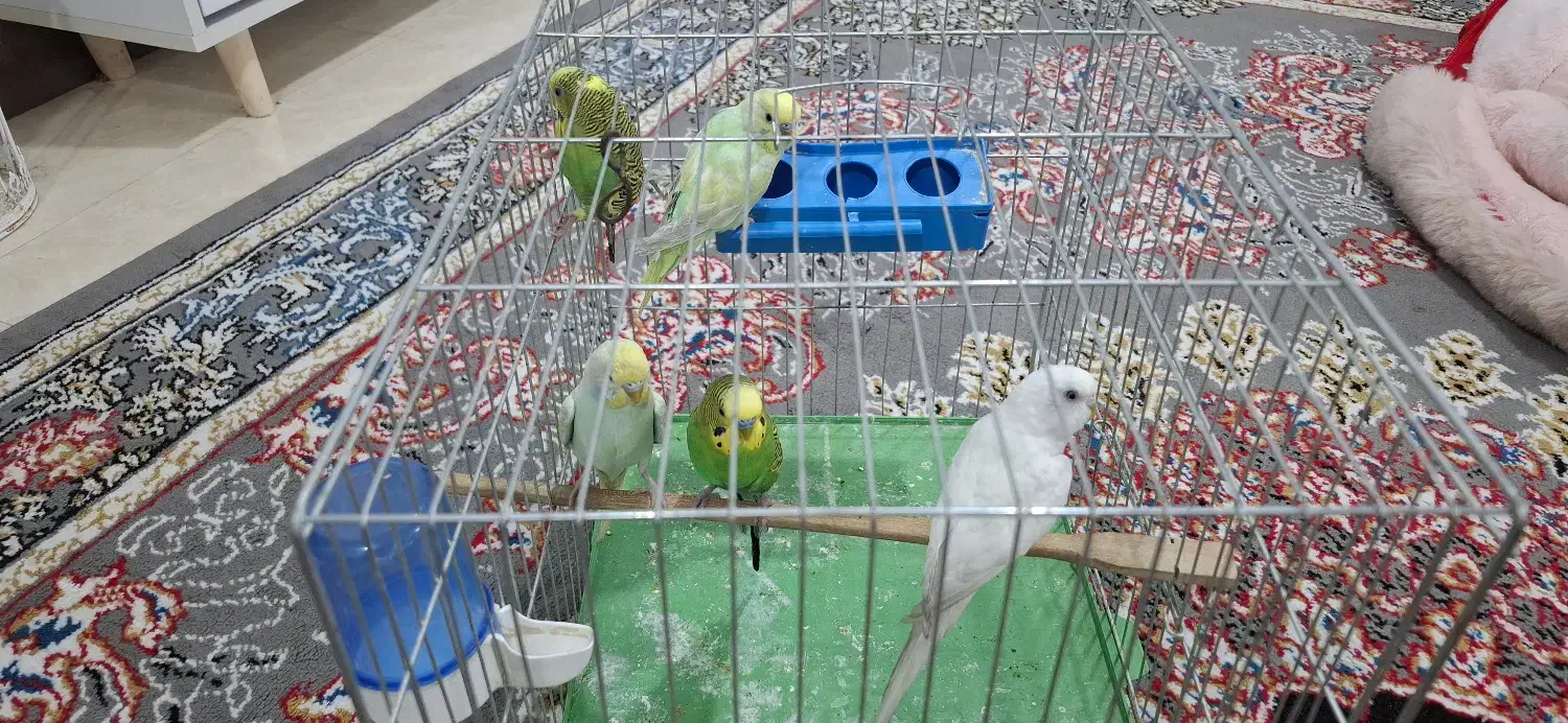 مرغ عشق|پرنده|سرخه حصار, |دیوار