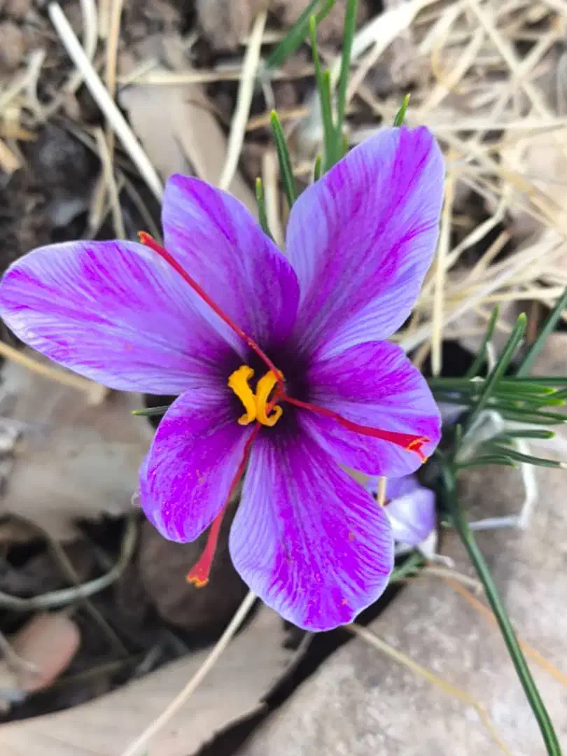 زعفران|عمده‌فروشی|اندیمشک, |دیوار