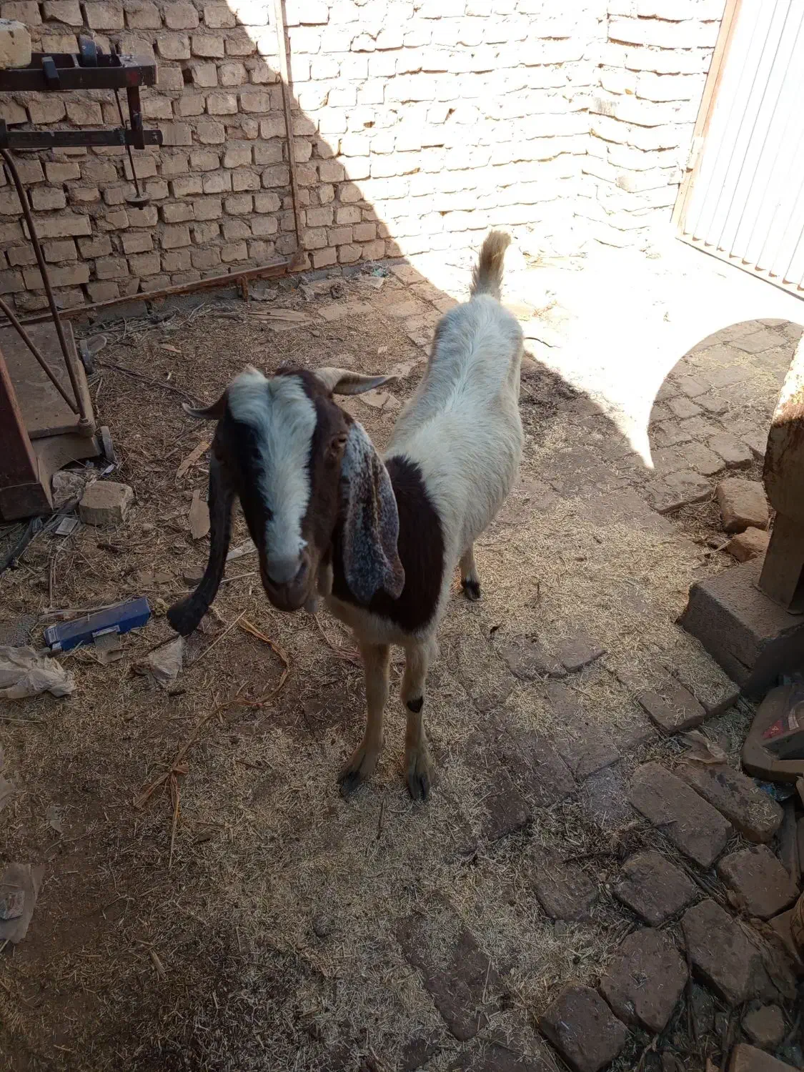 بز پاکستانی|حیوانات مزرعه|حمیدیا, |دیوار