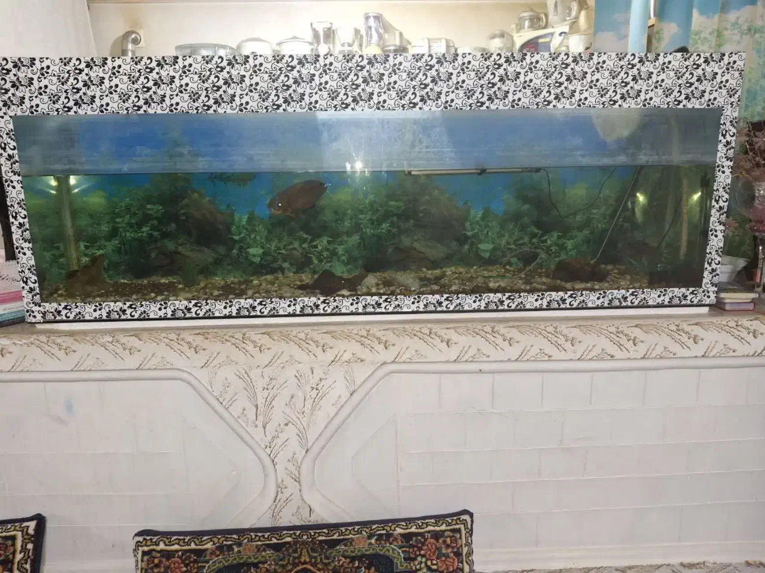 آکواریوم با ماهی و وسایل|ماهی|تربتحیدریه, پائین ولایت|دیوار