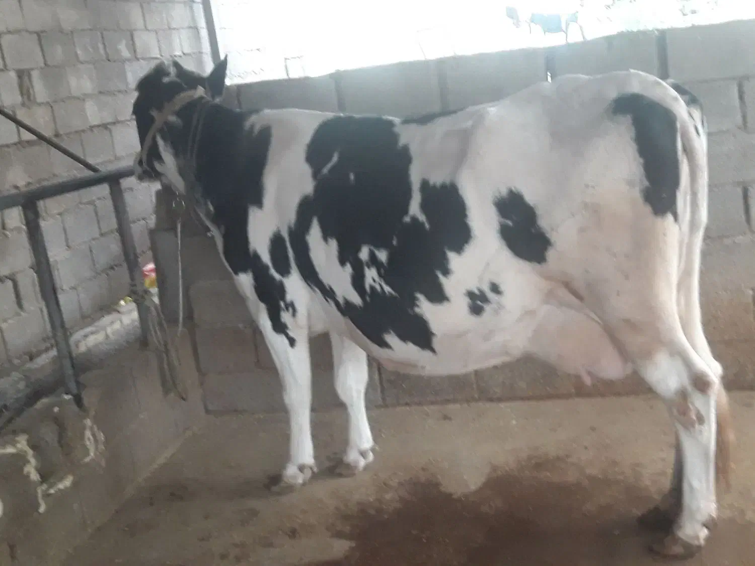 گاو شیری وگوساله ماده داشتی|حیوانات مزرعه|لالی, |دیوار