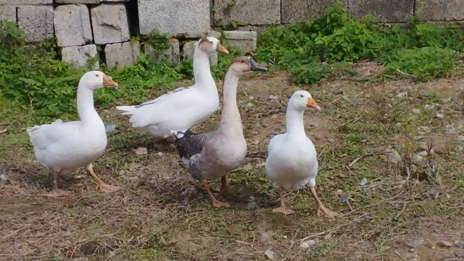 قوغاز و غاز|حیوانات مزرعه|شلمان, |دیوار