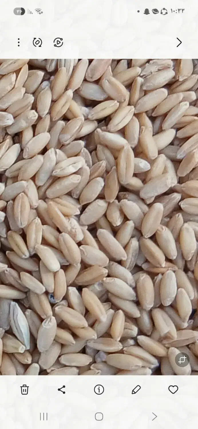 گندم درشت دیم مخصوص نان|خوردنی و آشامیدنی|آذرشهر, |دیوار