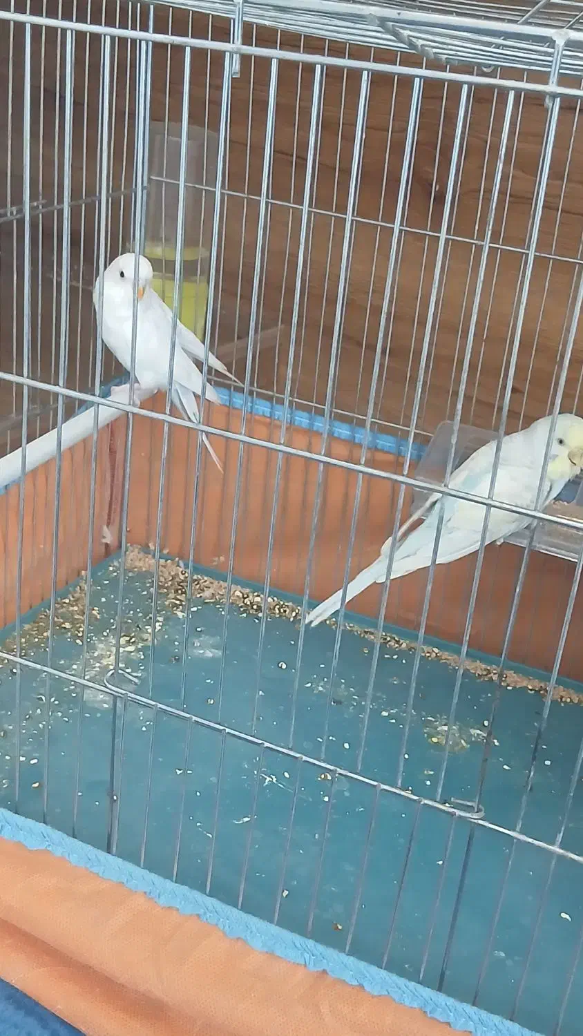 مرغ عشق|پرنده|شیراز, شهرک بزین|دیوار