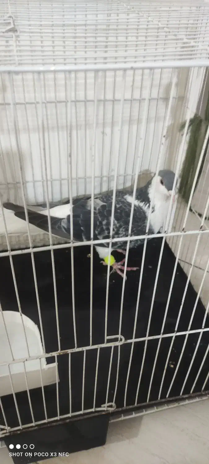 کفتر ساده مگسی|پرنده|تربت‌حیدریه, شهرک ولیعصر|دیوار