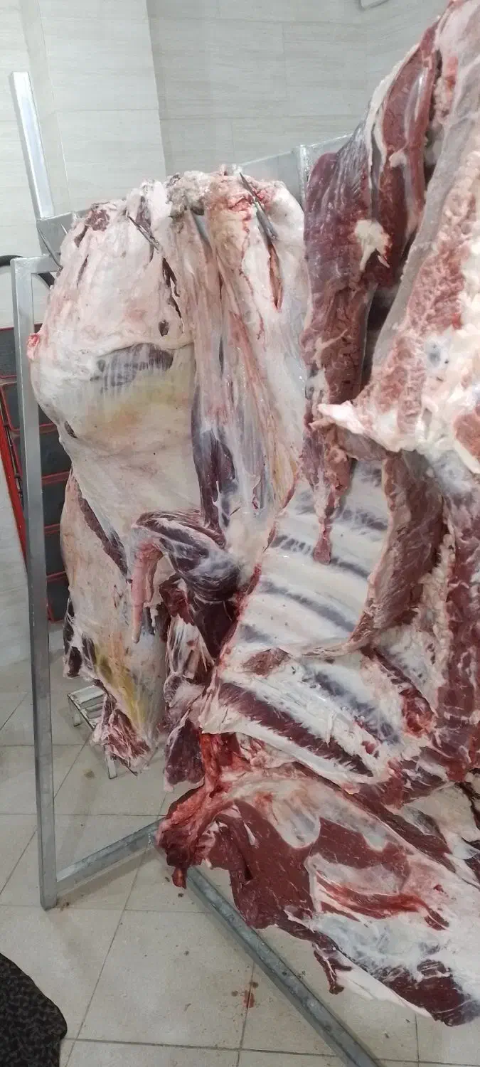 گوشت بچه شتر|خوردنی و آشامیدنی|اصفهان, شیخ طوسی|دیوار