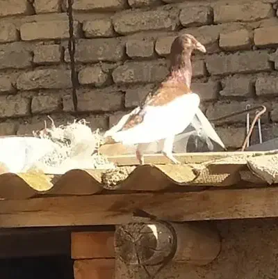 یهودی نر پابلند پاک بدون غلط|پرنده|گنبد کاووس, |دیوار