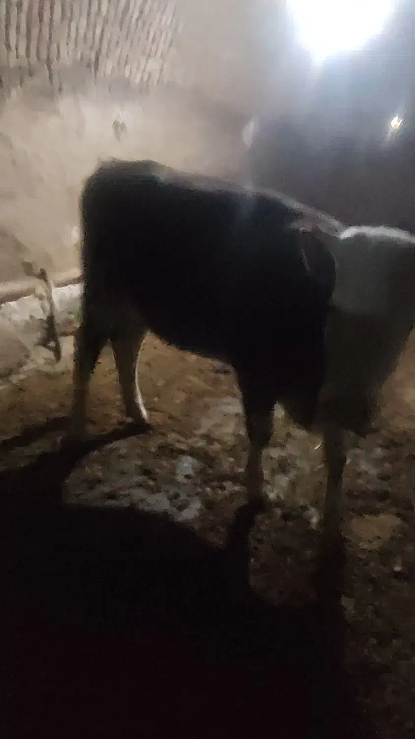 گوساله سیمینتال اصل جنس|حیوانات مزرعه|مهاجران, |دیوار