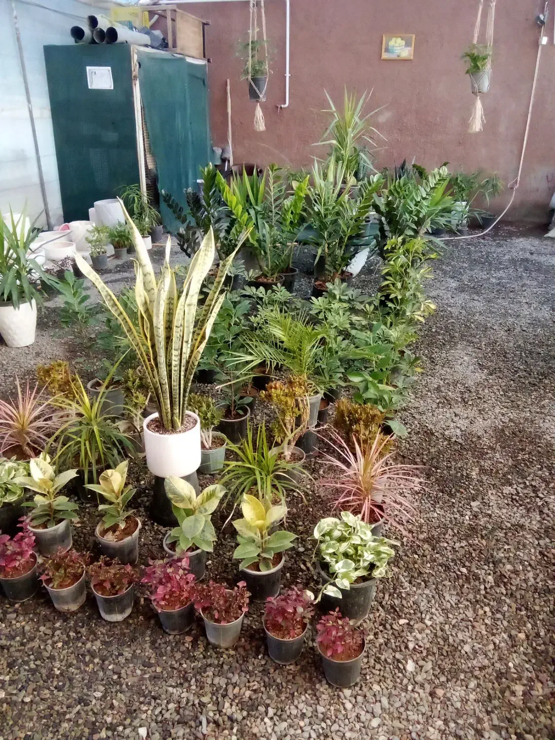 بار جدید انواع گلهای آپارتمانی|گل و گیاه طبیعی|بیرجند, |دیوار