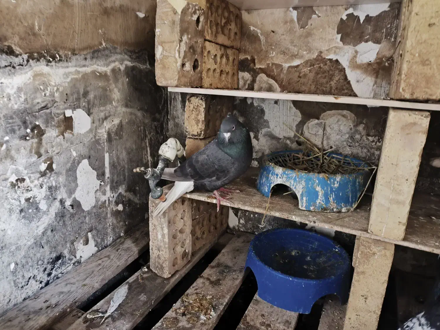 کبوتر|خزنده|اهواز, اسماعیلیه|دیوار