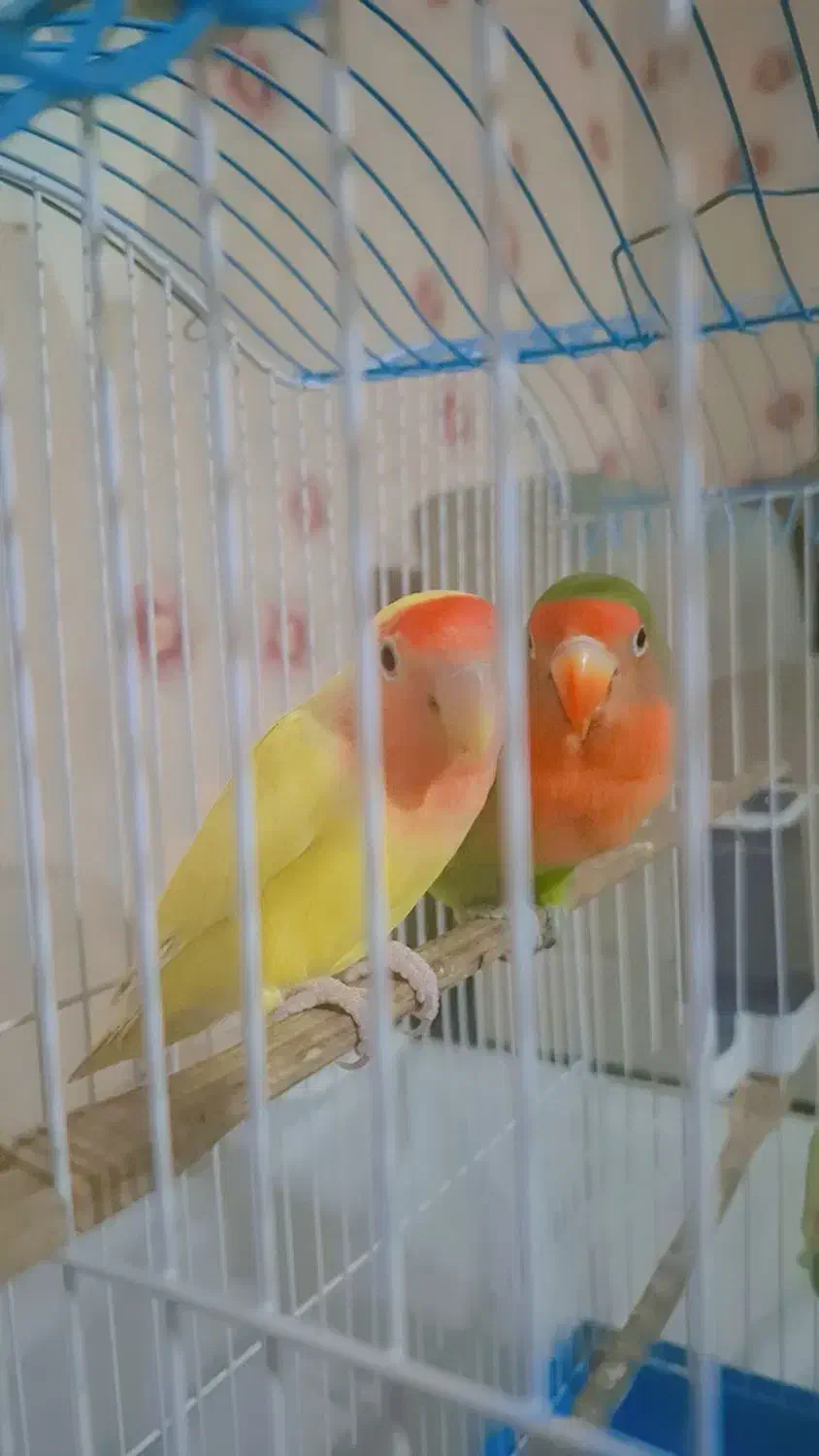 طوطی برزیلی|پرنده|صدرا-فارس, فاز ۲|دیوار