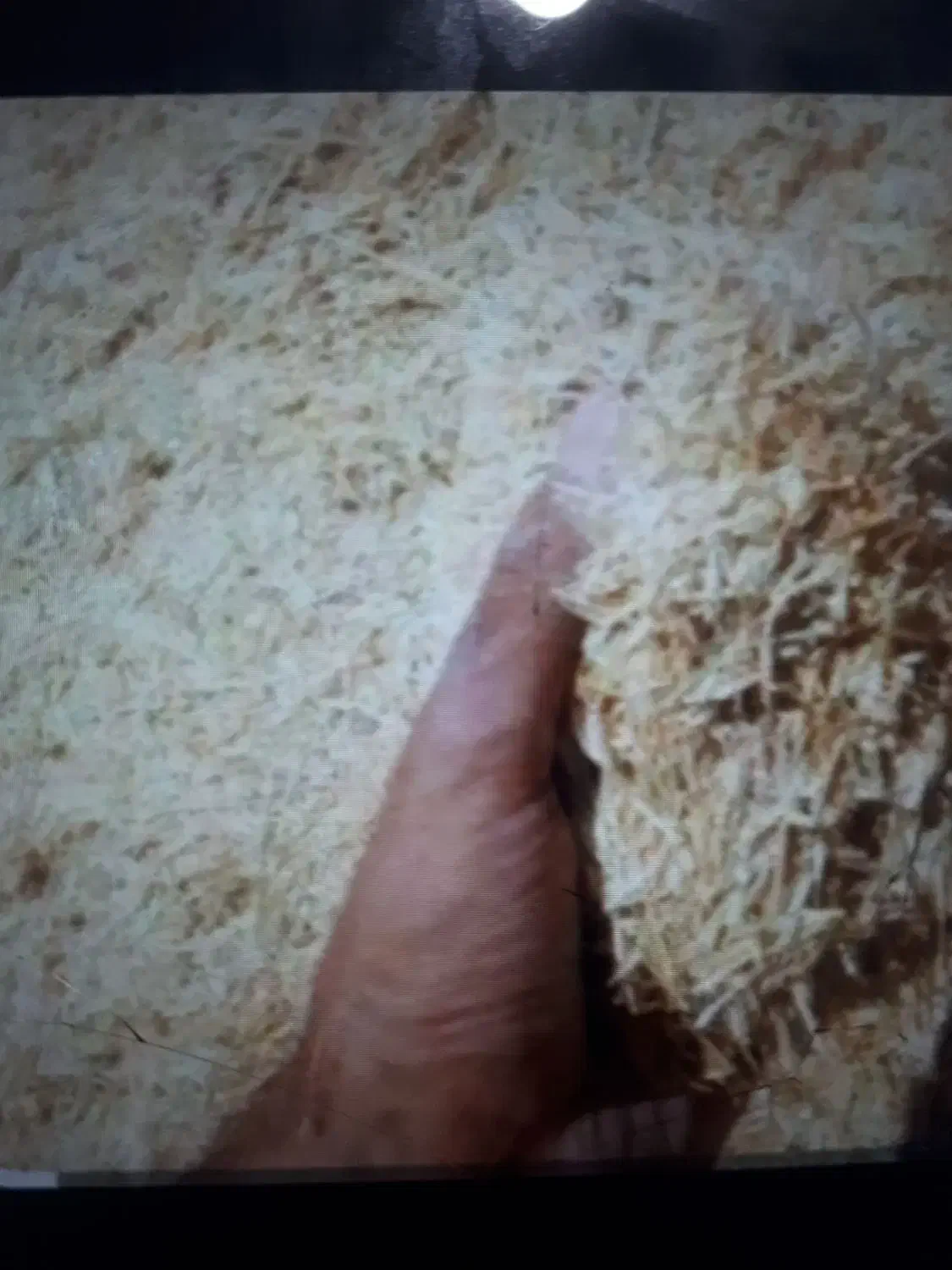 کاه درجه یک دیمی|لوازم جانبی حیوانات|قره ضیاالدین, |دیوار