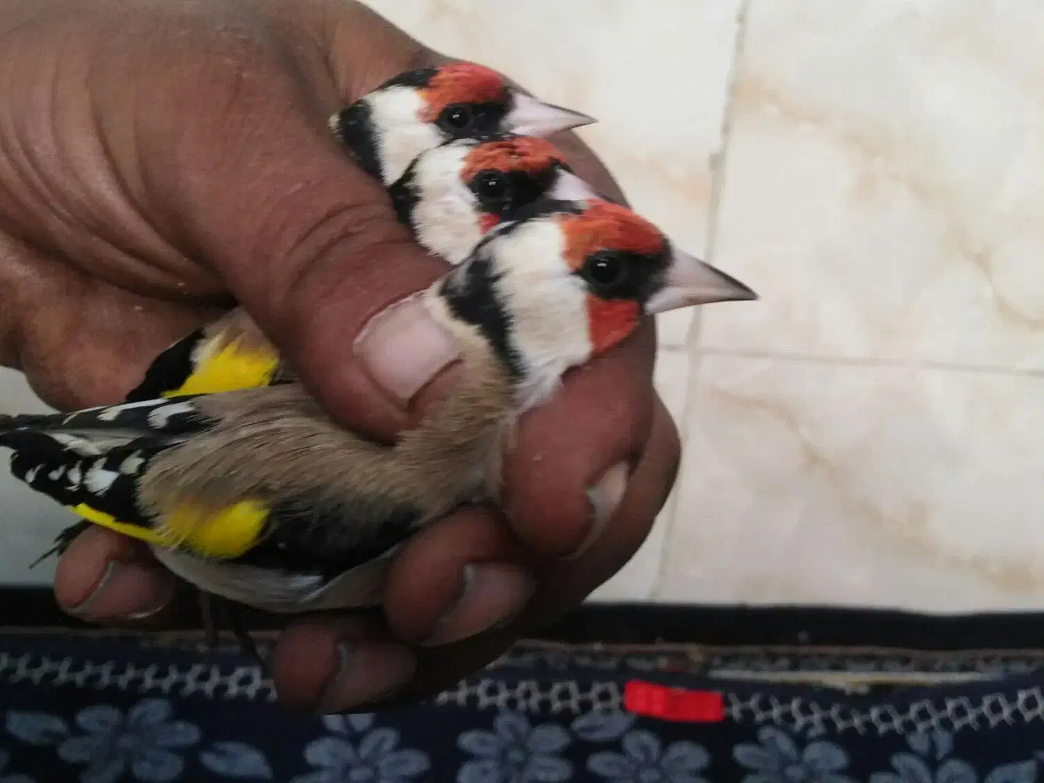سهره جوجه بزرگ کرده صاف|پرنده|شیراز, سعدیه جنوبی|دیوار