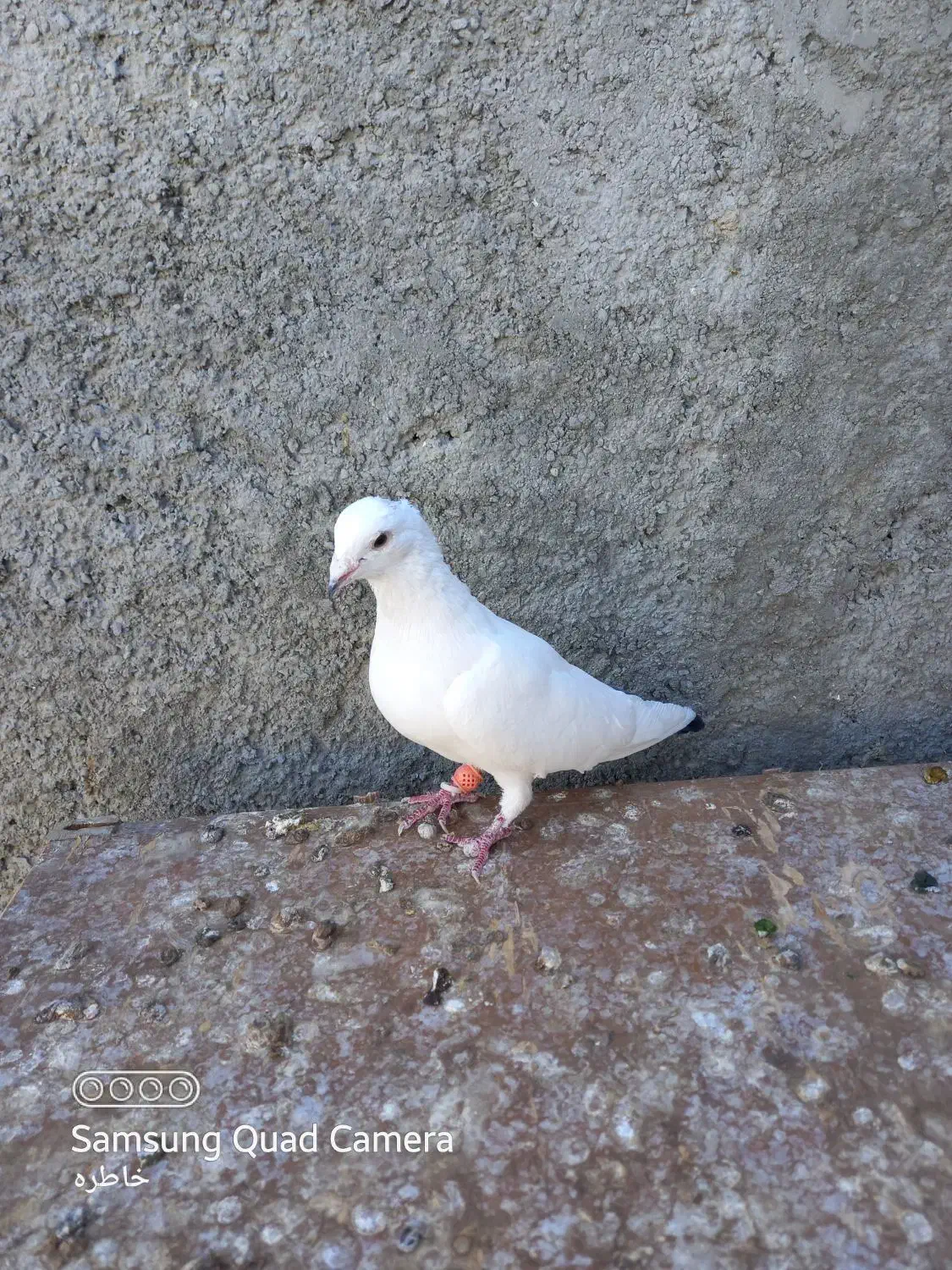 کبوتر|پرنده|چناران, |دیوار