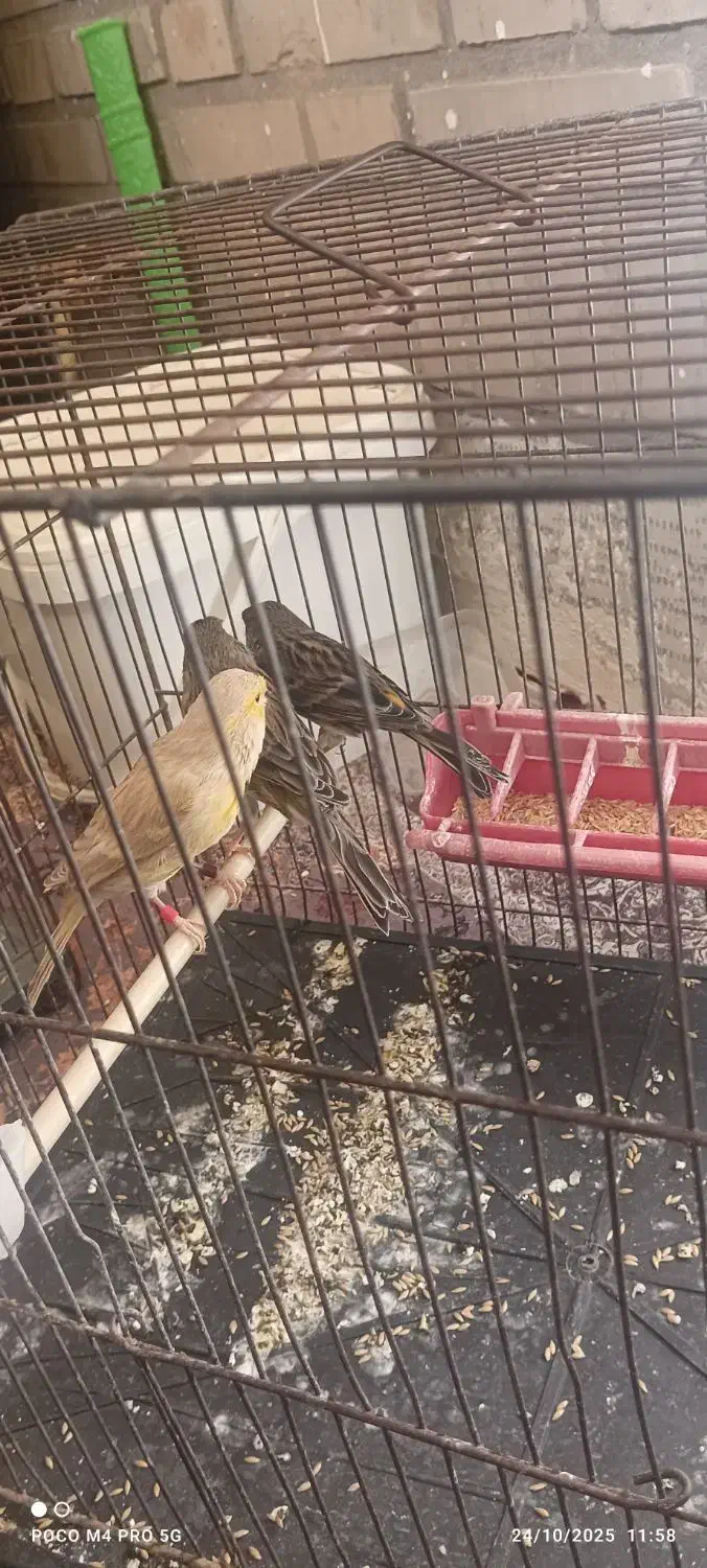 فروش سه عدد ماده قناری|پرنده|اهواز, منازل سپاه|دیوار