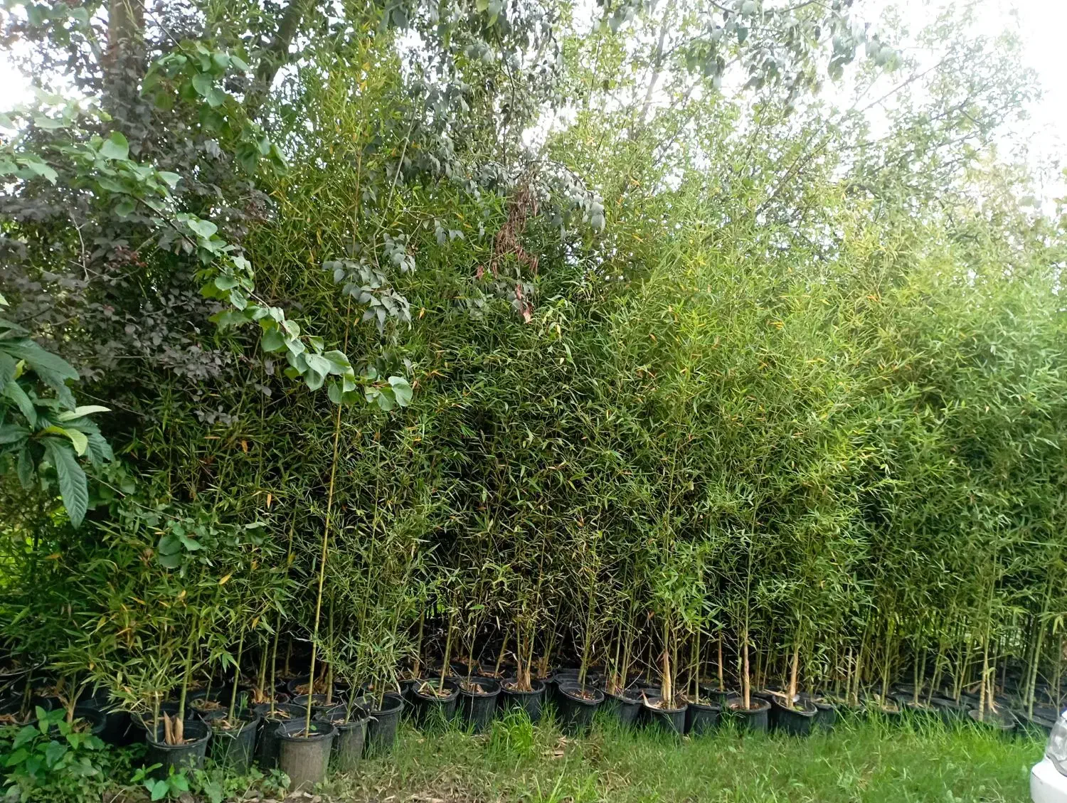 خیزران ریشه پرس|خدمات باغبانی و درختکاری|رانکوه, |دیوار