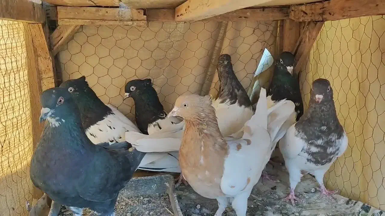 کبوتر کله ای|پرنده|مبارکه, |دیوار