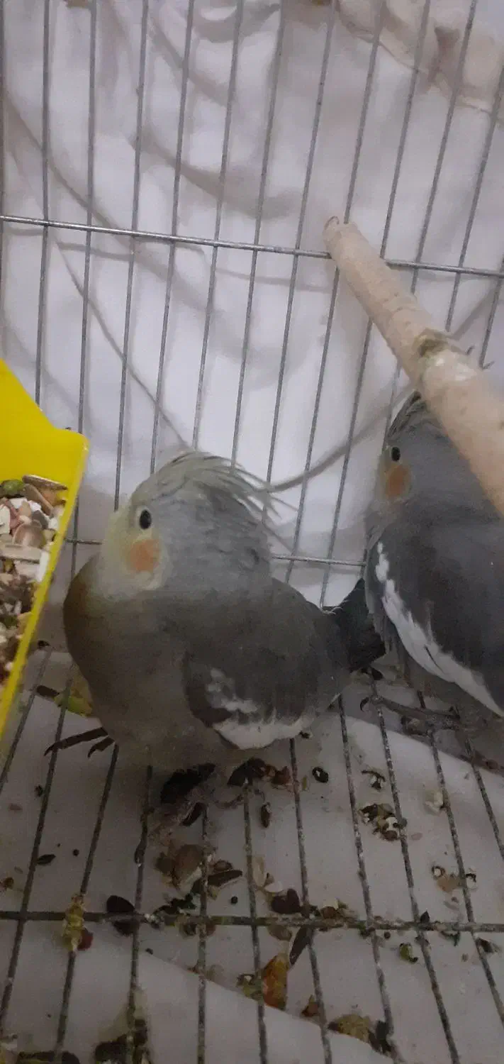 عروس هلندی|پرنده|دلیجان, |دیوار