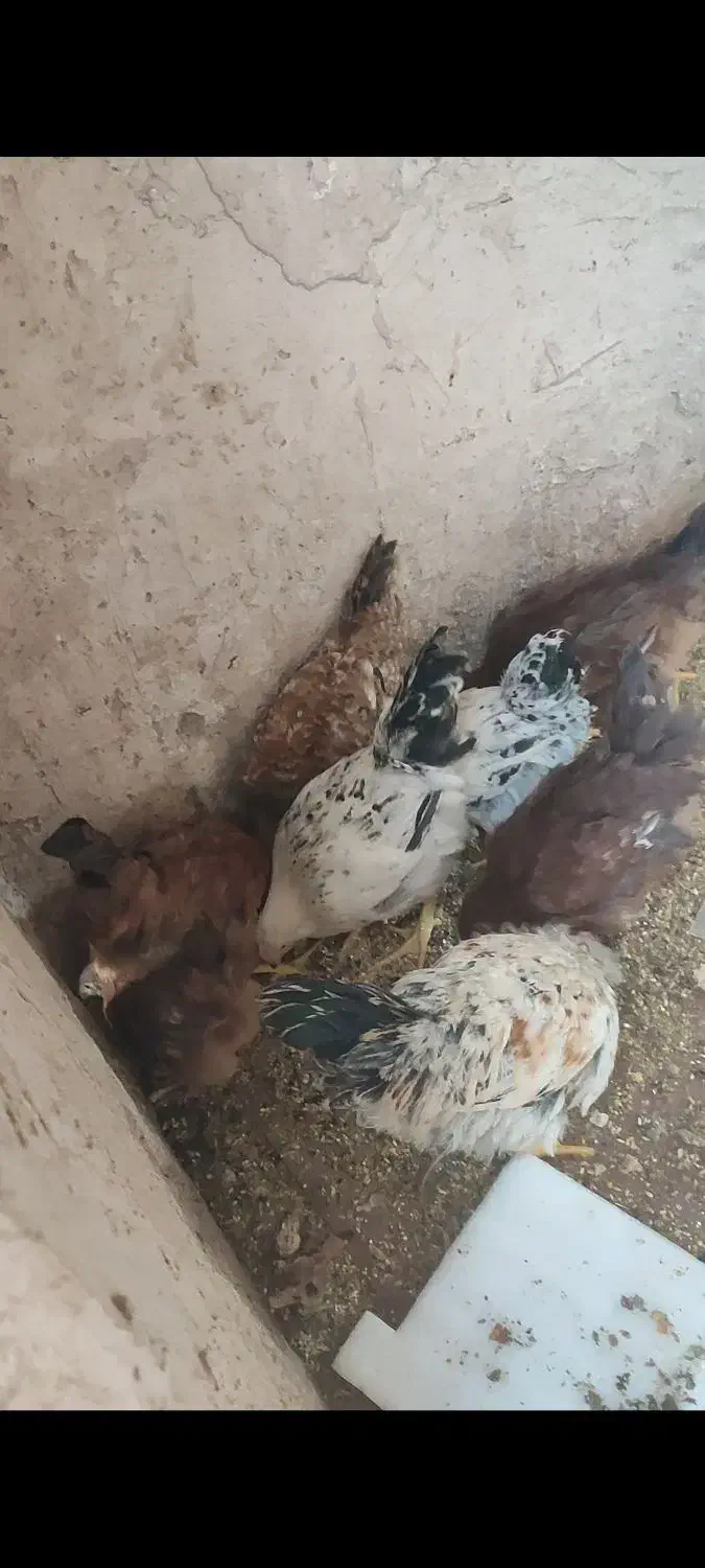 مرغ خروس|حیوانات مزرعه|بافق, |دیوار